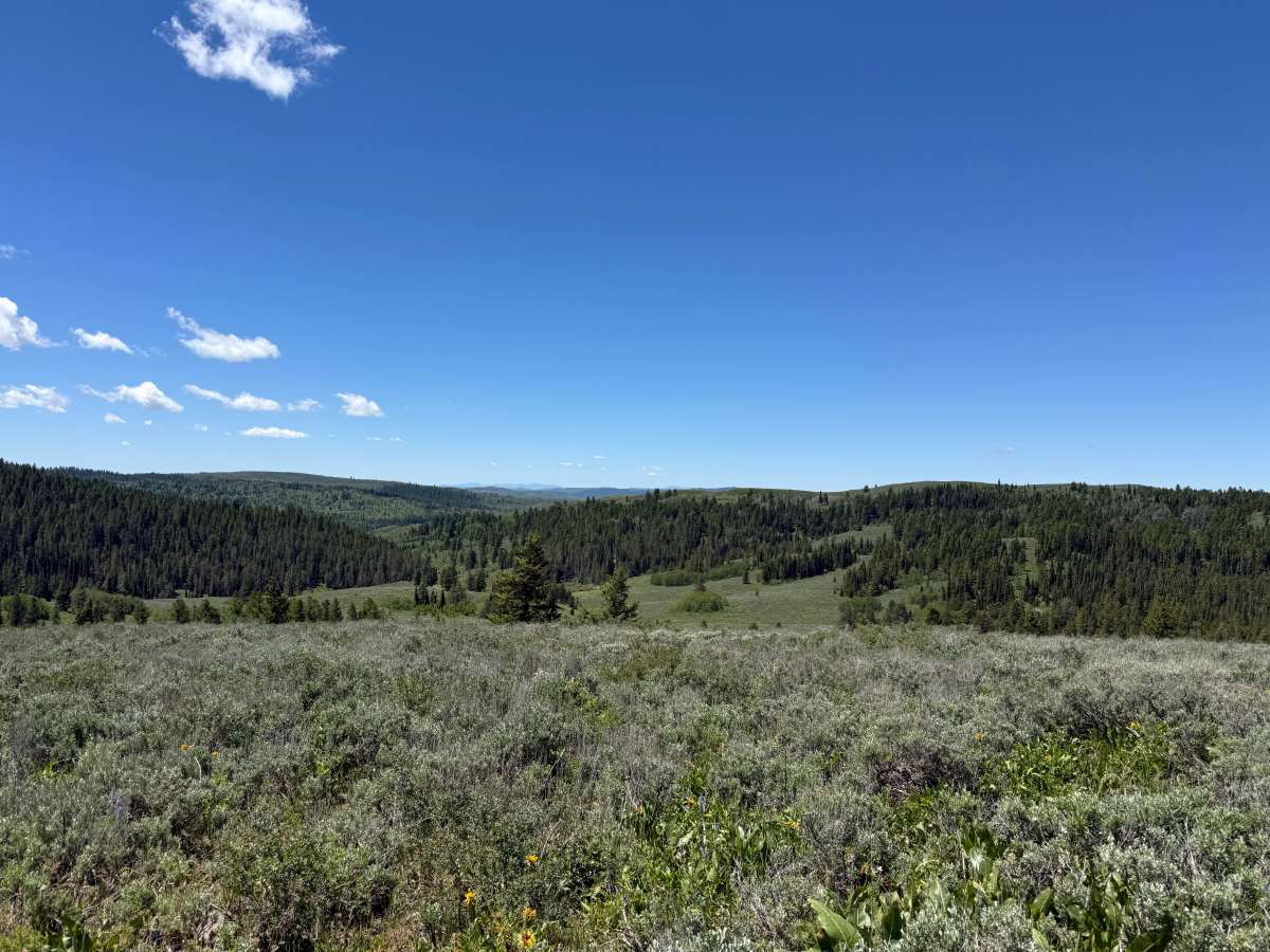 South Fork Lava Creek photo 6