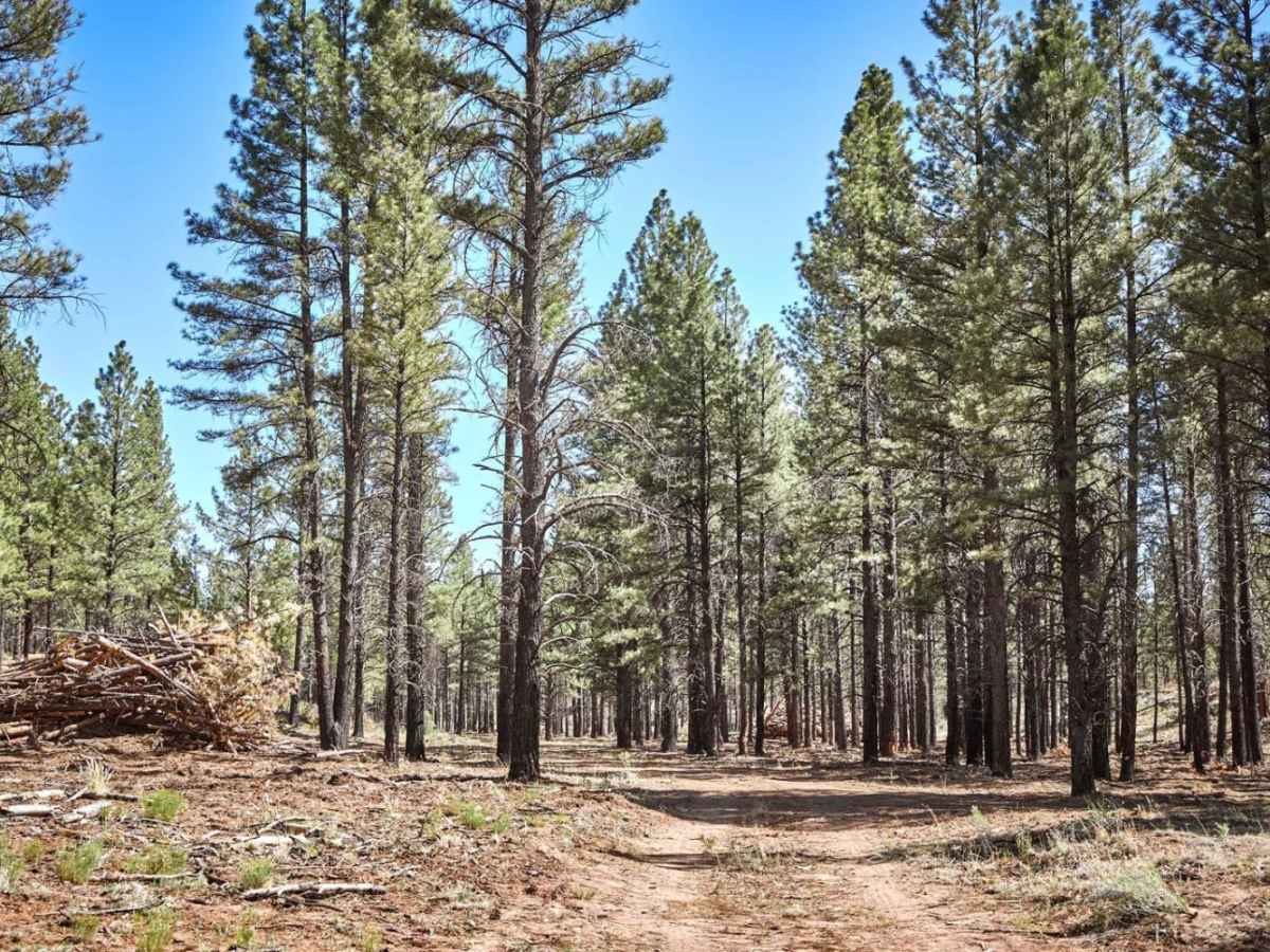 FR 306P trail photo