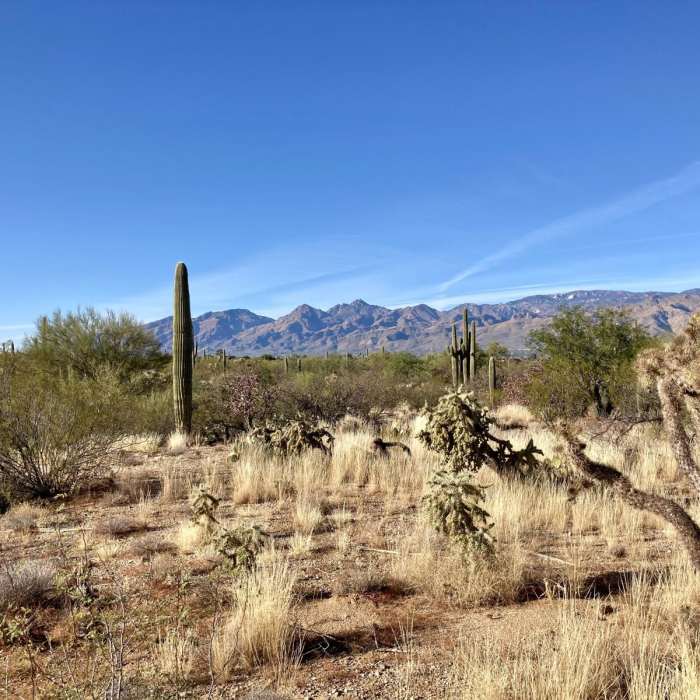 Near Shantz and Mica View Loop