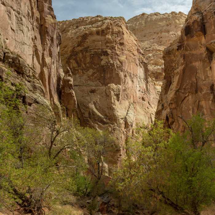Some sections in Lower Spring Canyon stay wet for most of the year and allow for more vegetation to grow. Near Lower Spring Canyon