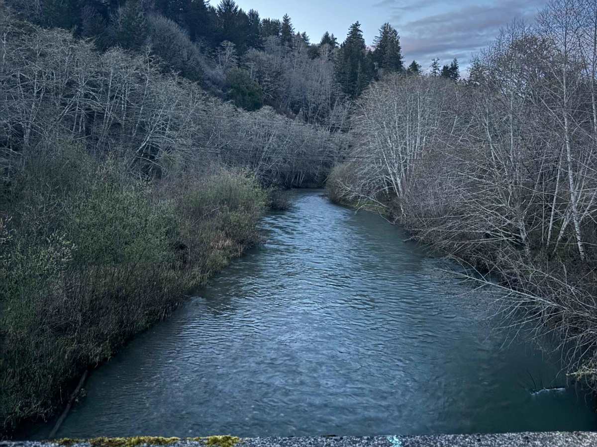Oregon Redwoods Trail photo 3