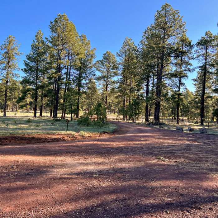 Near Arizona Trail Passage 29: Mormon Lake