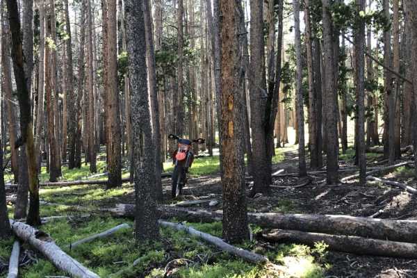 Pine Wedge