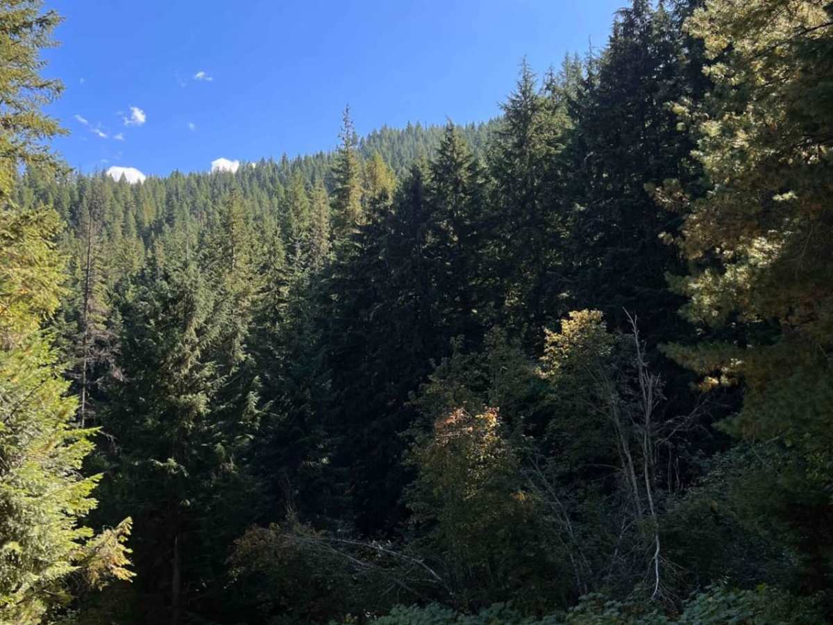 West Fork Pilgrim Creek photo 5