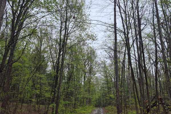Rock Spring Trail