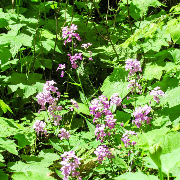 Near Red Trail Near Red Trail