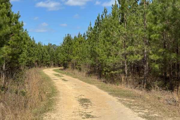 Dubignon Hammock Road
