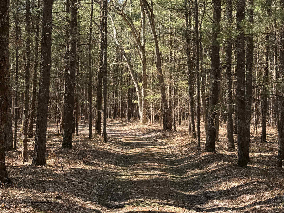 FS 8218 trail photo
