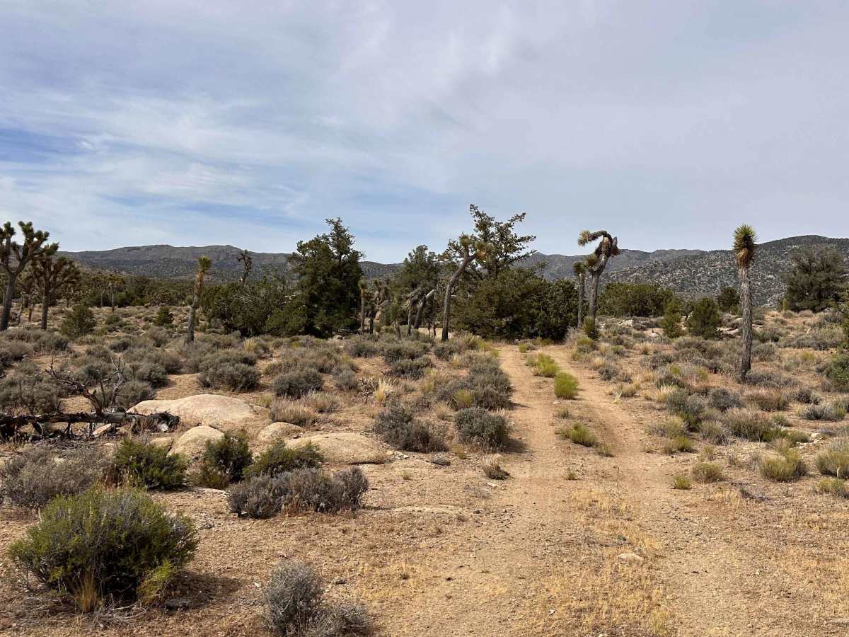 Antelope Double Track photo 4