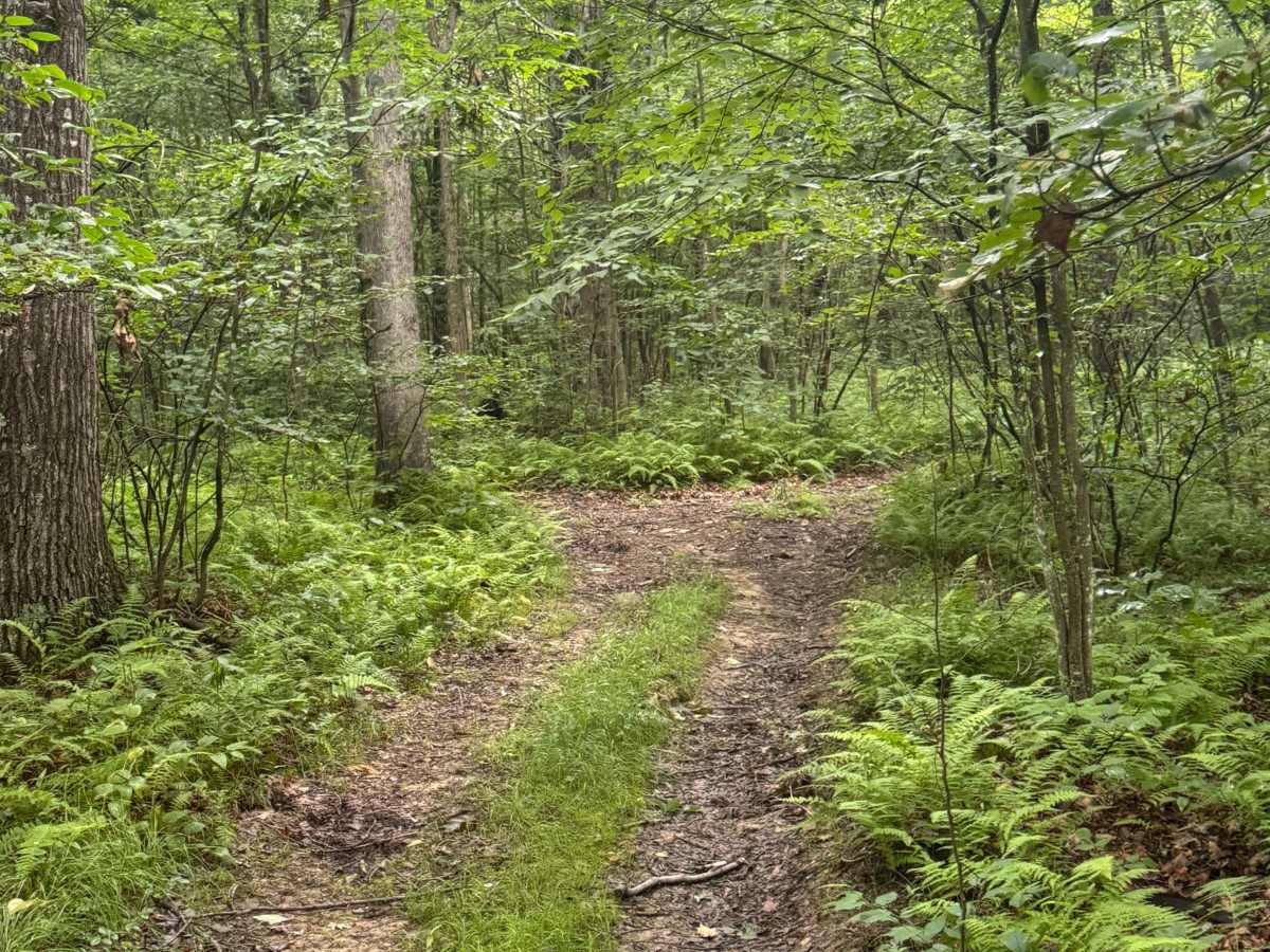 Trail 53 photo 5