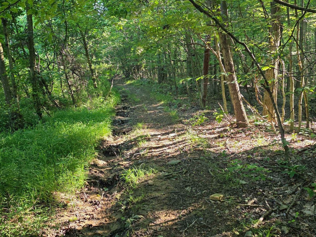 Single Track C5 trail photo