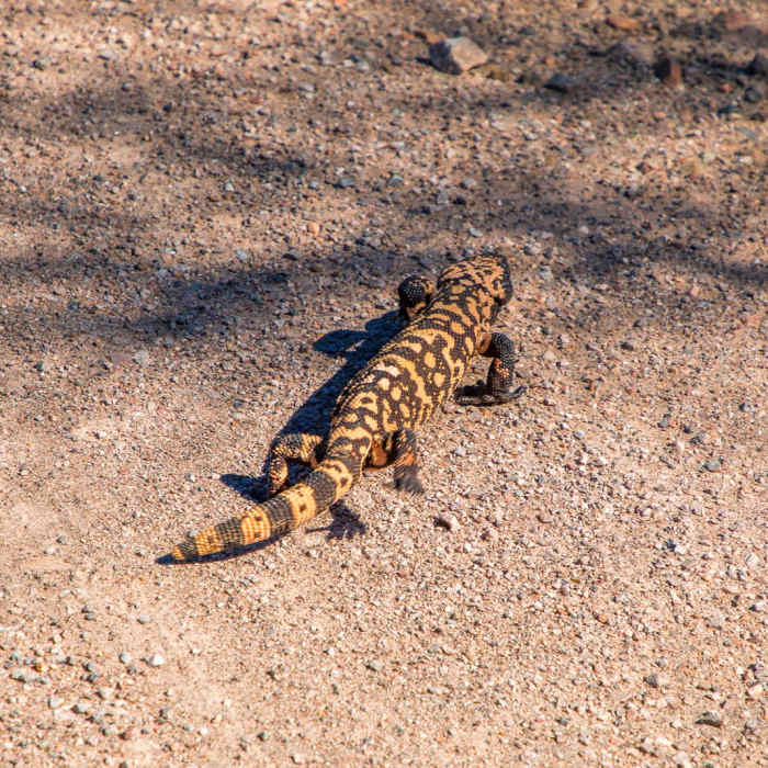Near Aravaipa Canyon Trail