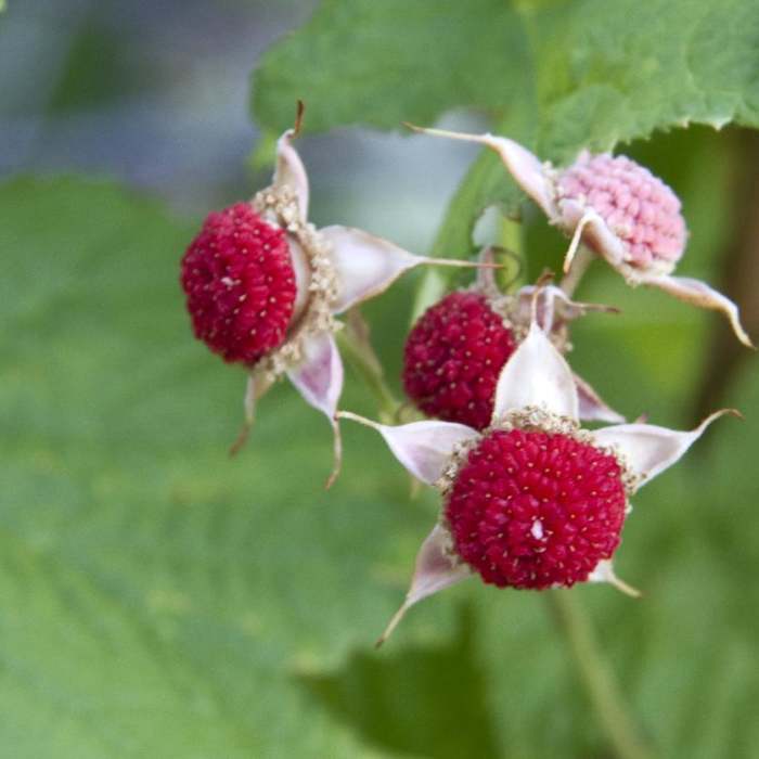 Near South Fork of the Payette River, Taylor Springs to Elk Lake