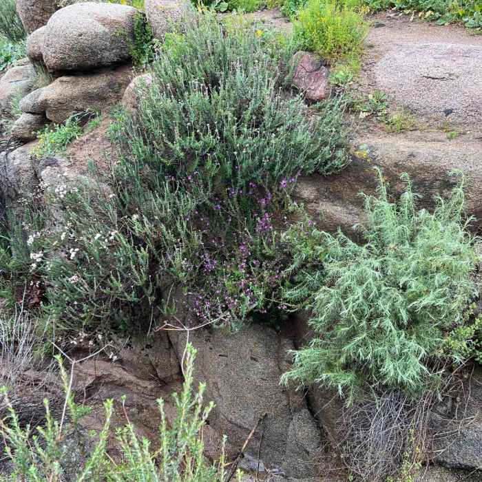 Near Sycamore Canyon