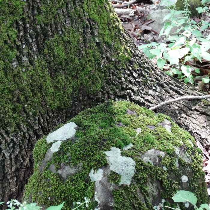 Near Leopold's Preserve