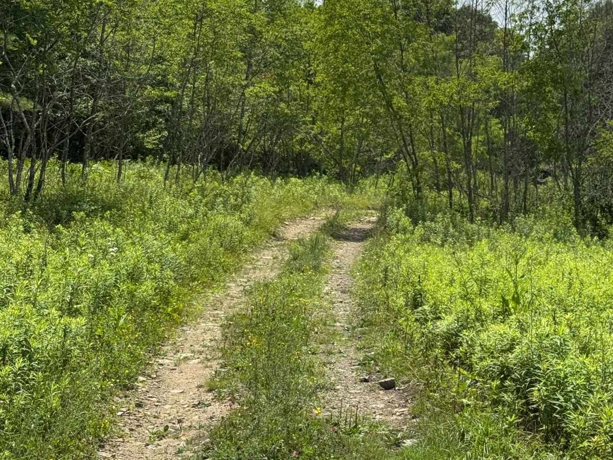 Trail 38 photo 6
