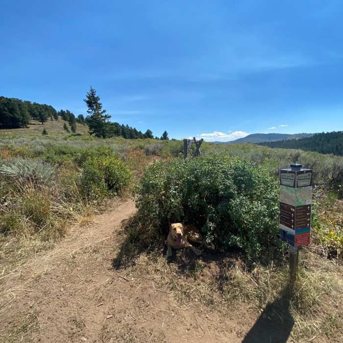 End of Skyline intersection. Near Ferrin's Trail #4037A