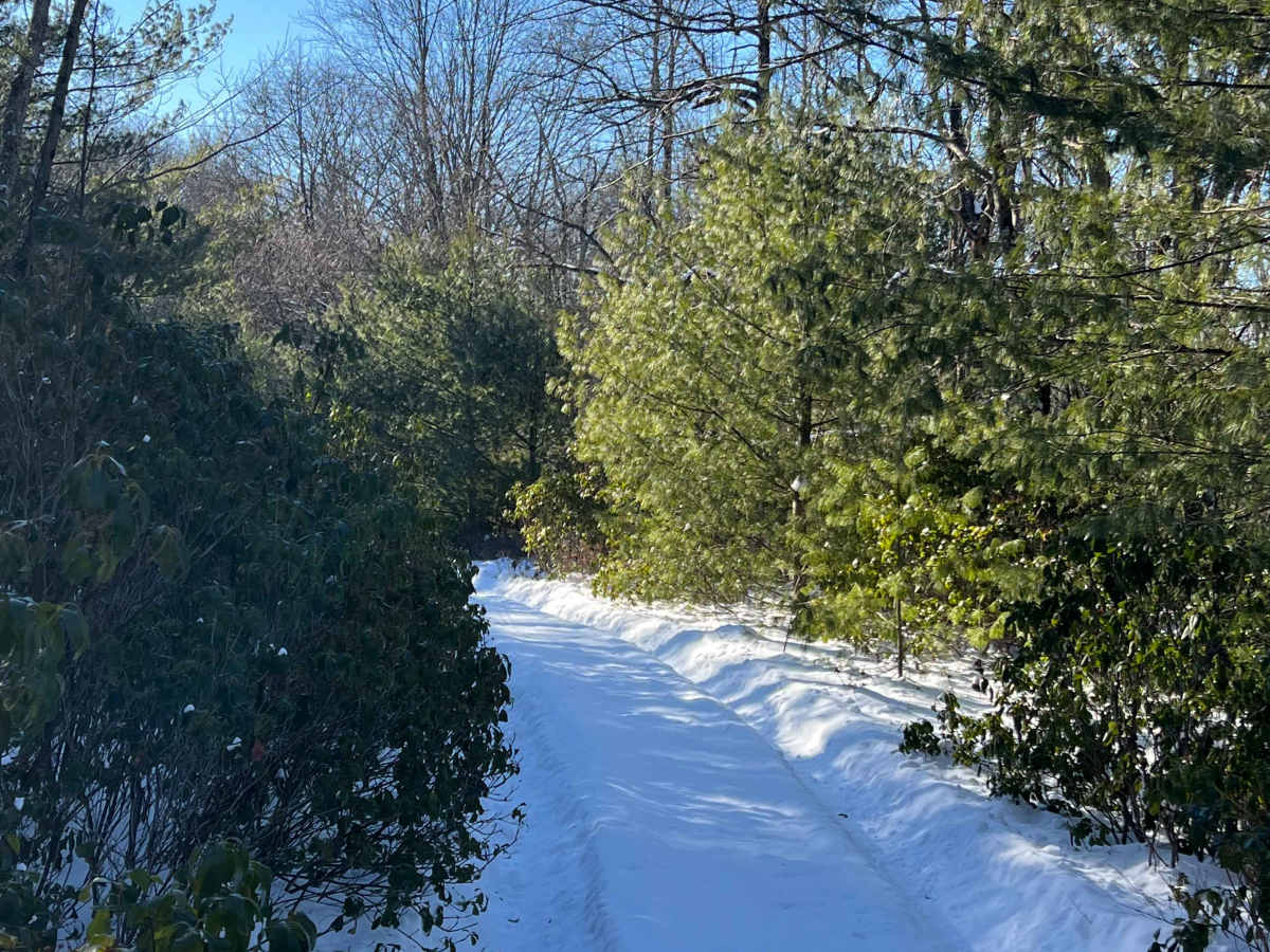 Shriner Mountain West Road photo 6
