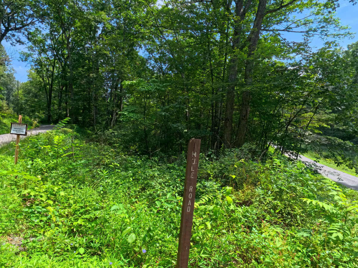 Mule Road photo 2