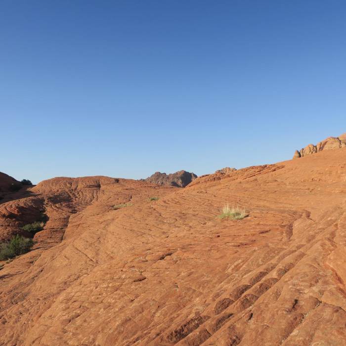 Near Petrified Dunes Trail