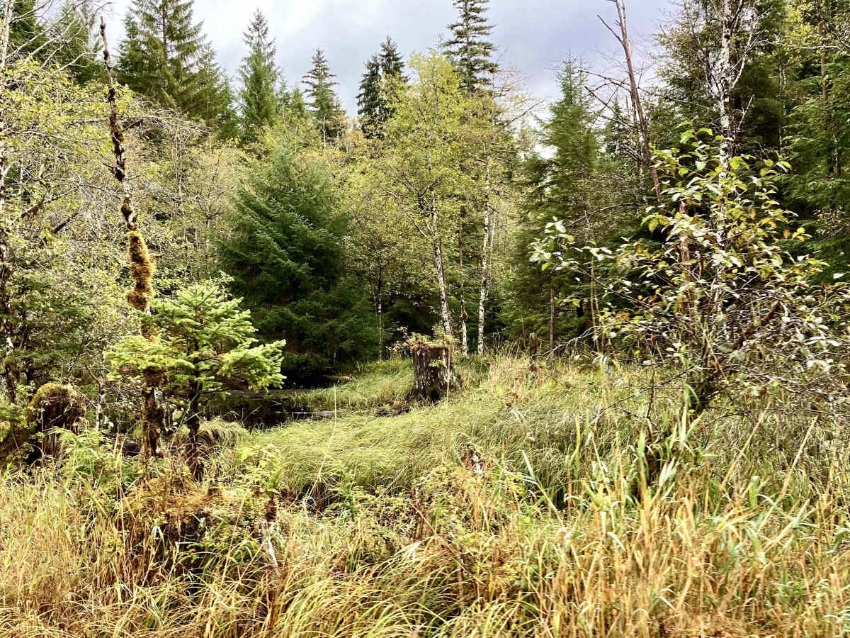Coffman Cove Loop Road - FS 3030000 photo 6