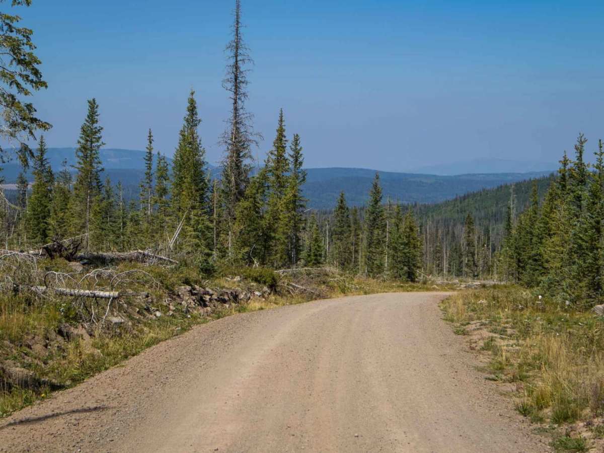 Into the Forest We Go photo 6