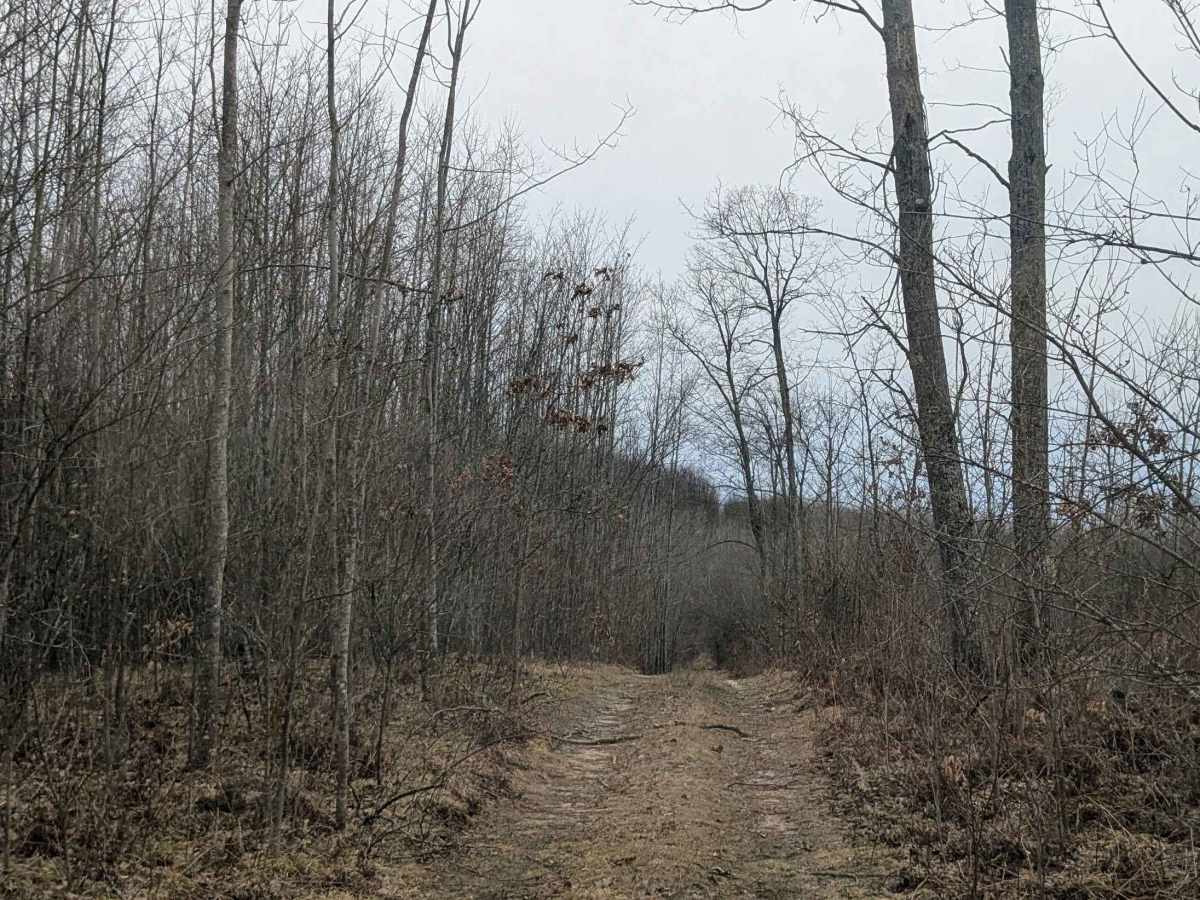 Hilly Trail photo 6