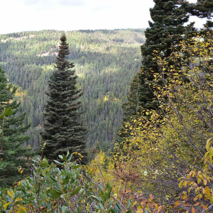 Near Goose Creek Falls