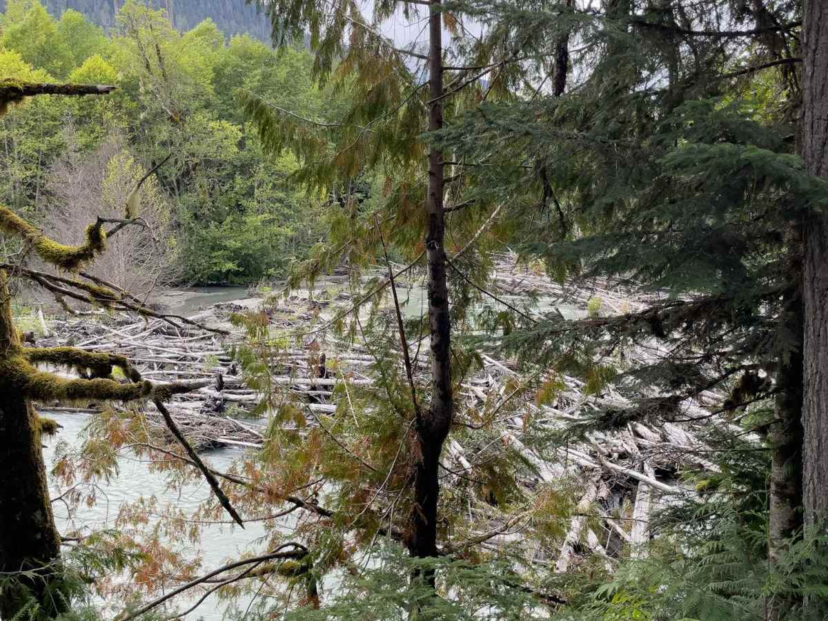 Nooksack Trail photo 3