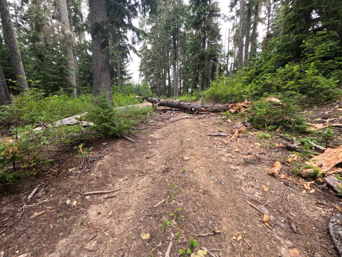Summit Prarie - FS 2334000 trail photo