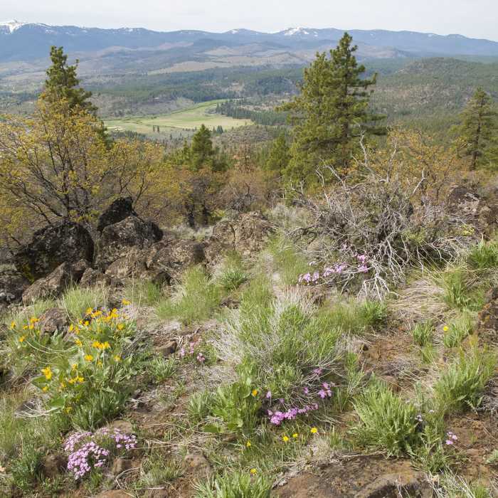 Near Lava Flow