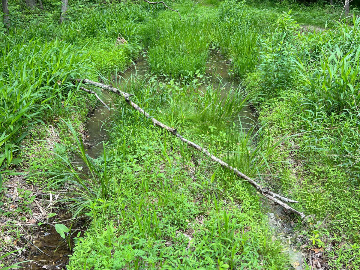 Q62A trail photo
