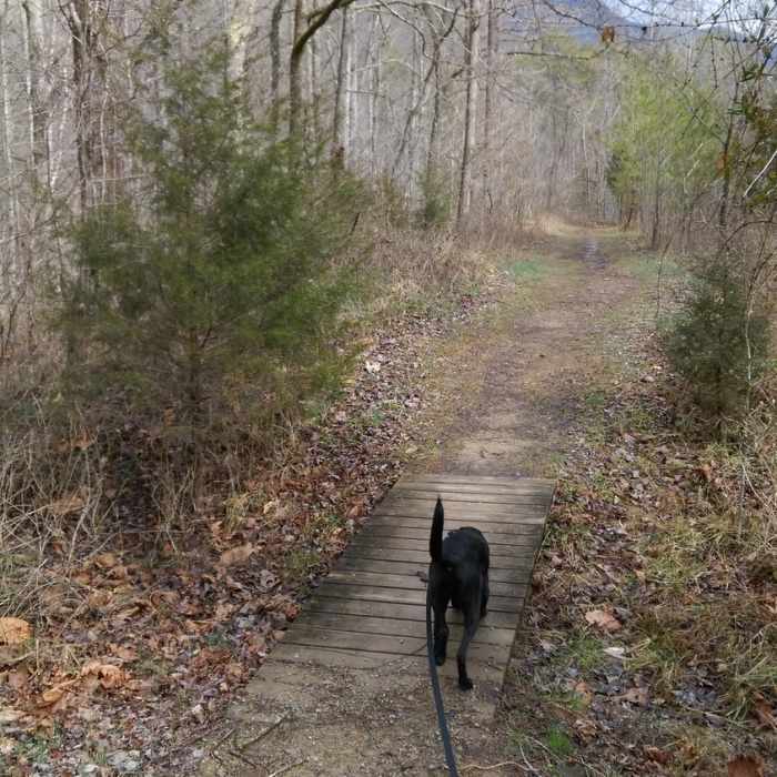 A small footbridge keeps Fido's feet dry on the Daniel Boone Trail. Near Cumberland Gap Out-and-Back