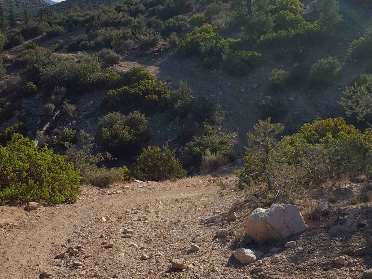 Yellowjacket Singletrack - FS 20W24 photo 5