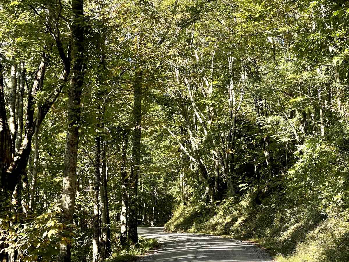 Lee Gualtney Road photo 2