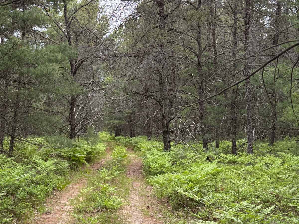 Deadwood Trail photo 5