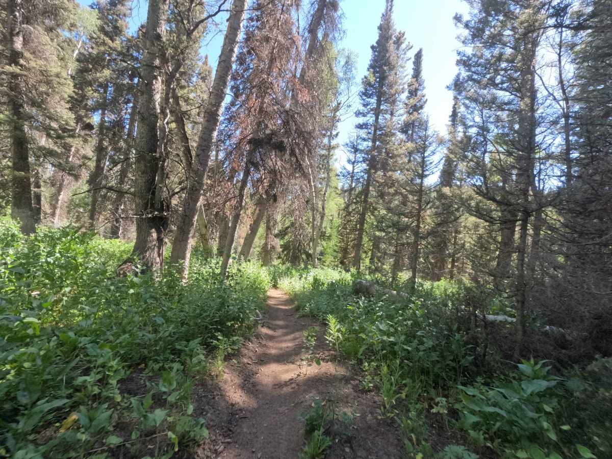 Horse Flat photo 5