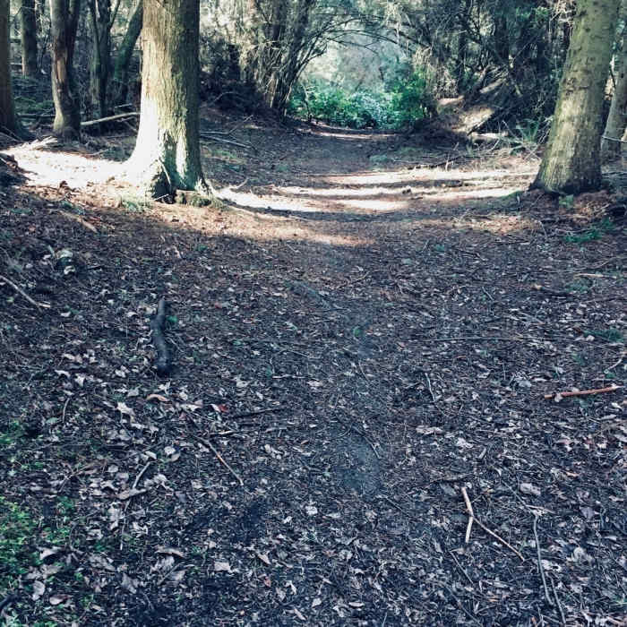 Near Brave Heart Trail