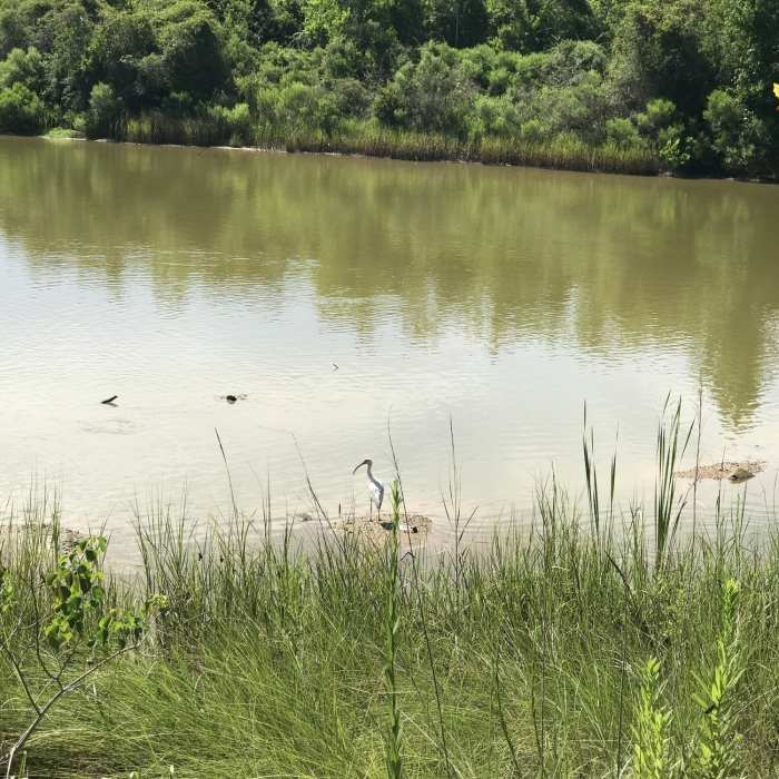 Near Seabrook Hike and Bike Trail