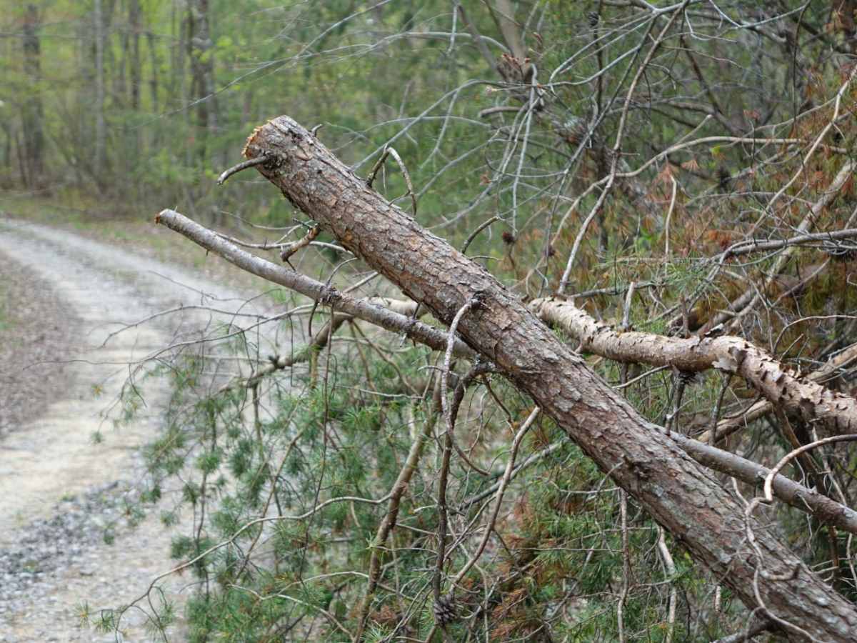 Lexton Mountain photo 3