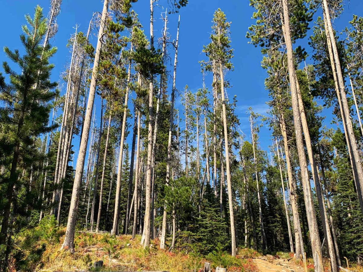St. Mary's Peak Trail photo 3