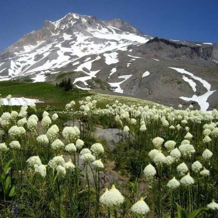In late spring, bear-grass explodes into bloom on the Paradise Park Trail. Near Paradise Park Loop Trail #757
