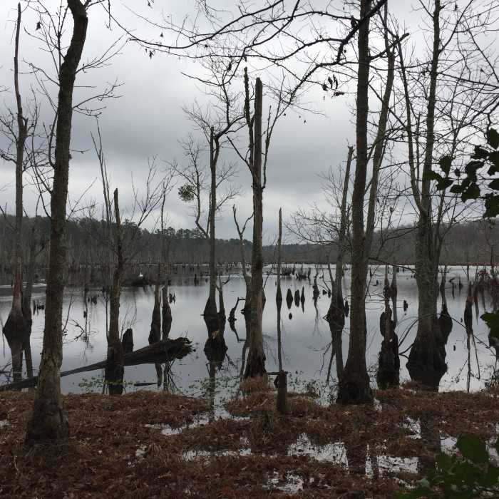 Lee Hall Reservoir just off the White Oak Trail. Near Newport News Park Loop