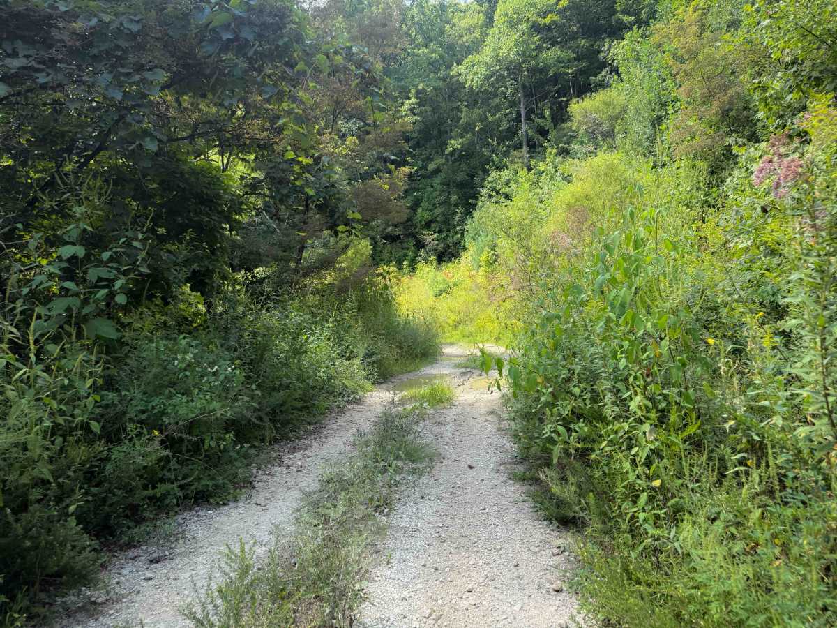 Gibson Knob Road  photo 6