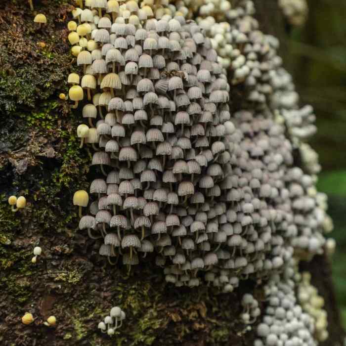 Near Manuka Nature Trail Near Manuka Nature Trail