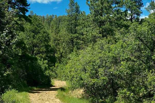 Devil Mountain-Fr Rd 626