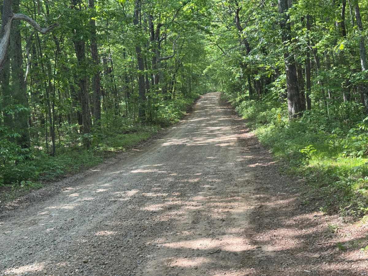 Blue Ridge - FS 42 trail photo