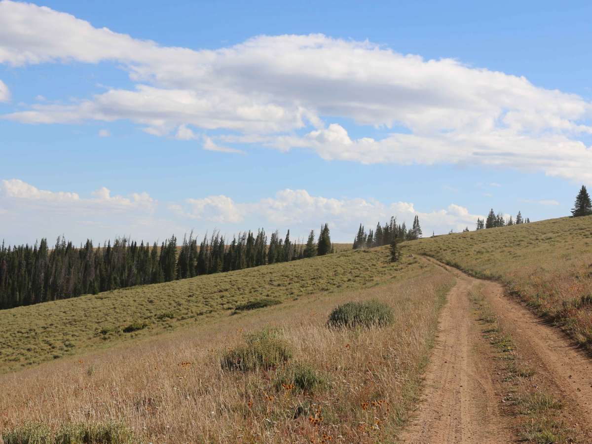 Moffit Pass - FS 80135 photo 4