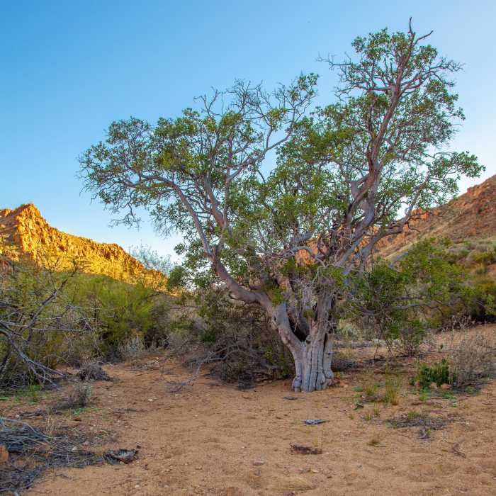 Near Balanced Rock via Grapevine Hills Trail Near Balanced Rock via Grapevine Hills Trail