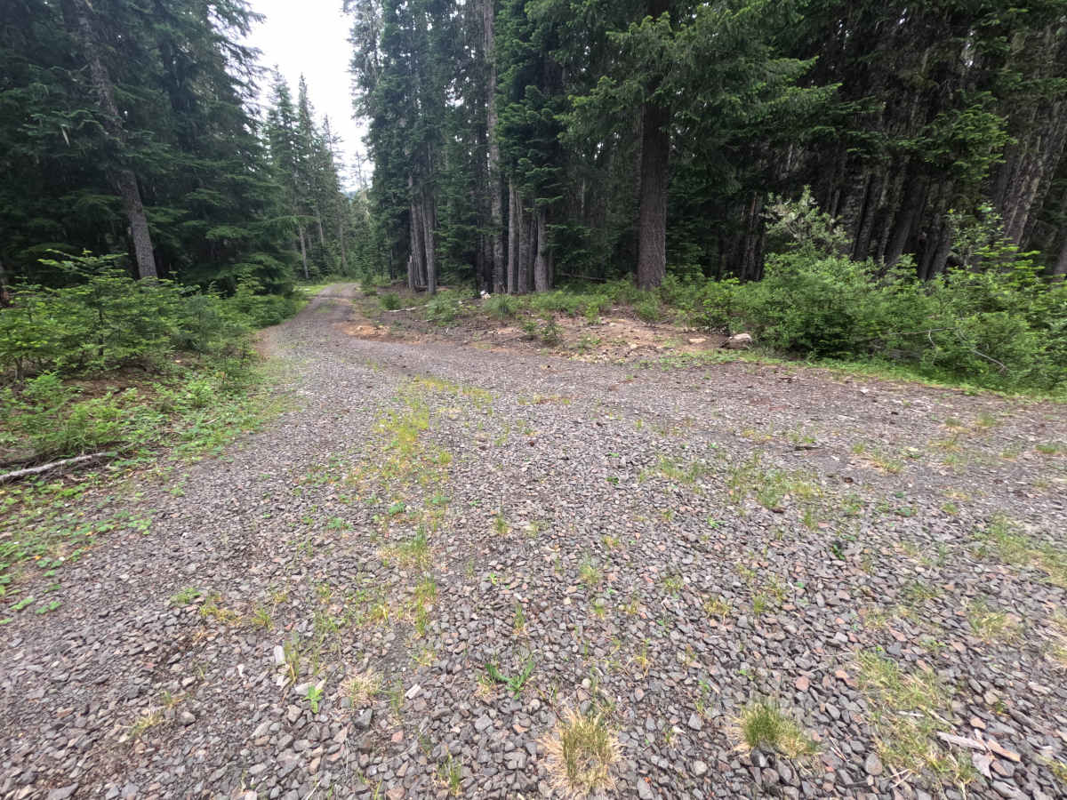 FS 2334-250 trail photo